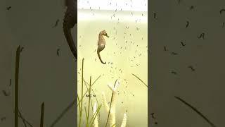 Seahorse Dad Giving Birth ! #aquarium #4k #seahorse #fish #best #like