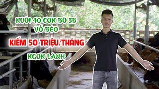 Thu 50 triệu/tháng từ mô hình nuôi bò 3B vỗ béo || Cách nuôi bò vỗ béo hiệu quả cho lợi nhuận khủng