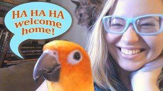 My Bird Gives Kisses and Giggles to Welcome Me Home