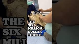 The Six Million Dollar Turtle