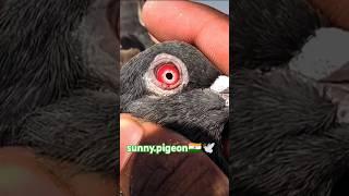 VIRAL #shorts #viralvideo #trending ️ #subscribe #viralvideo @sunny.pigeon ️