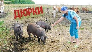 СУПЕР РОСТ! ОТКОРМ 4 МЕСЯЦА. КАКОЙ ВЕС У СВИНЕЙ? ВЗВЕШИВАЕМ ПОРОСЯТ ПОРОДЫ ДЮРОК.//FEEDING PIGS