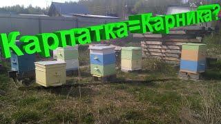 Профессор Кашковский: Карпатка и карника - одна пчела?