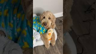Oliver doesn’t get mad.. he gets even #dogcomedy #dogs