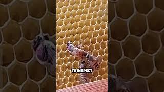 THEY REVIVE THE QUEEN BEE !