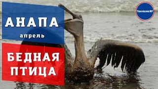 Сильный выброс нефти в Анапе | Анапа 2022.