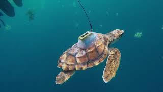 Sea Turtle Satellite Tag Tracking