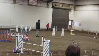 Rhodesian Ridgeback at the dog agility meet.