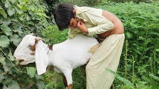 Amazing man meets first time with his goat / US Animals.  #shorts