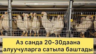 20-30даана алганга сатыла баштады#жалалабад #ош #баткен #озгон #ноокат #алабука #алай #каракулжа