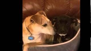 2014 Helping Hounds Year End