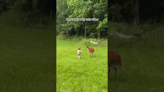 #shorts #deer #baby #youtube #subscribe #nature