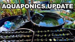 HOME AQUAPONICS SYSTEM ~ IS THIS BETTER?