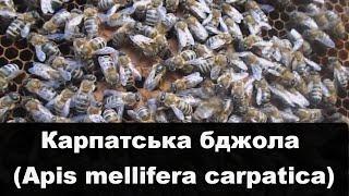 Карпатська бджола / Карпатские пчелы (Apis mellifera carpatica)