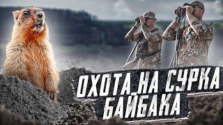 Охота на сурка-байбака 2021