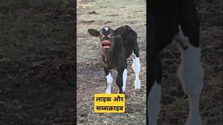 cow videos   pani lao re gay vala cartoon cow