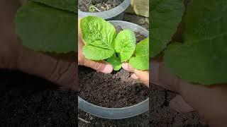 Planting napa cabbage in pots