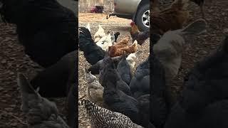 Wait for the whistle! #chicken #chickenlife #thebestlife