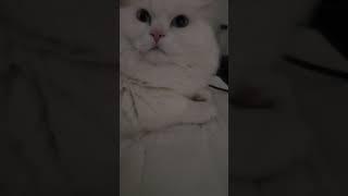 #띠용이 방구소리로 깨우기 #먼치킨 #먼치킨성묘 #먼치킨장모