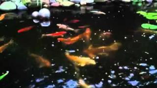 Rob's Koi Pond