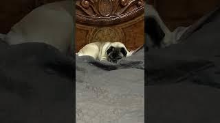 крепкий сон 