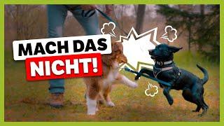 Typische FEHLER von HUNDEHALTERN: Vermeidet das schon im Welpenalter!