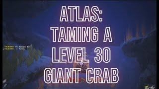 ATLAS: How to Tame Giant Crabs - Level 30 Edition! S10 PVP Official #atlas