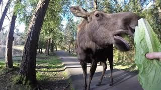 Day in the life of a Northwest Trek Free-Roaming Area keeper