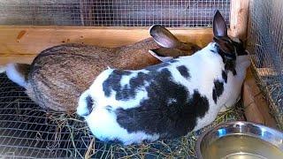 Breeding Rabbits