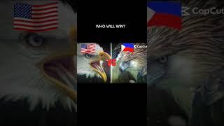 AMERICAN BALD EAGLE VS PHILIPPINE EAGLE #eagles