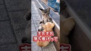 If you grin at the sight of a cat, you're out lol