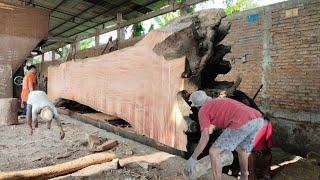 THE LARGEST ANCIENT JACKFISH TREE HUNDREDS OF YEARS OLD FROM OUR ANCESTORS IN SAWMILL