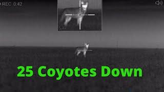 25 Coyotes down Pulsar Thermal