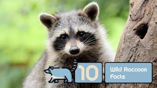 10 Wild Raccoon Facts