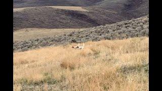 Can Summer Training Help Your Wild Bird Dog? Two Young Pups Point A Covey Of Huns