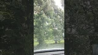 МАЙСКИЙ ДОЖДЬ