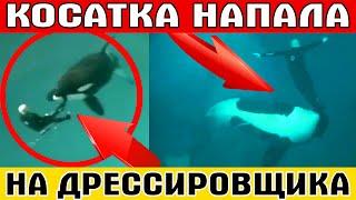 ШОК! КОСАТКА НАПАЛА НА ДРЕССИРОВЩИКА И УТАЩИЛА ЕГО ПОД ВОДУ