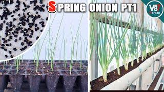 How to Grow Spring Onions in PVC Pipe from Seed to Harvest - Part 1