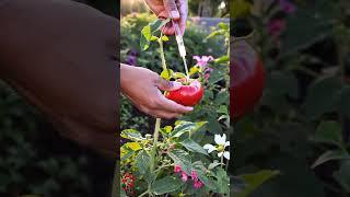 Inject - Tomato  #farming