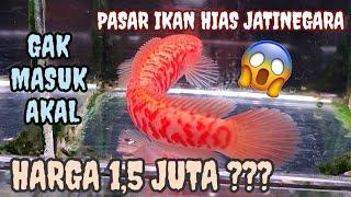 GOKIL‼️Channa ini Di Harga 1.5 Juta di Pasar Ikan Hias Jatinegara