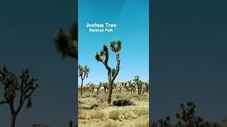 Joshua Trees