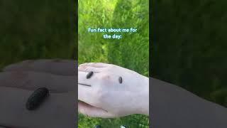 :3 #bugs #rollypolly #funfact #kyleaundreh