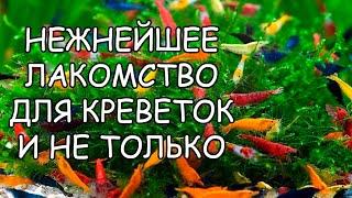 НЕЖНЕЙШЕЕ ЛАКОМСТВО ДЛЯ КРЕВЕТОК И НЕ ТОЛЬКО СВОИМИ РУКАМИ