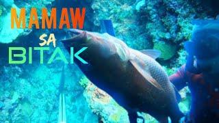 Boronggan Samar : Spearfishing Adventure , SNAPPER ,King Mack, Surgeons, Unicorns, Longnose Emperor