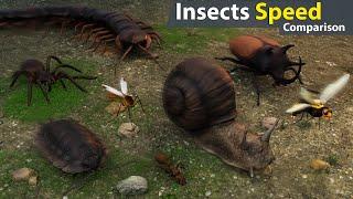 Insects Speed Comparison | Who's the Fastest Bug on Earth?