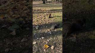 #белки#черные#squirrl#black#️