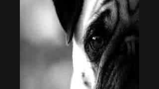 Kyle The Pug Sports Channel Launch