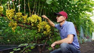 Grapes are Sunny.