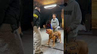 Pitbull Protects Boy from Attack 