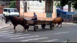 Кто сильнее... корова или конь? ржачка. Who is stronger ... a cow or a horse? laughter